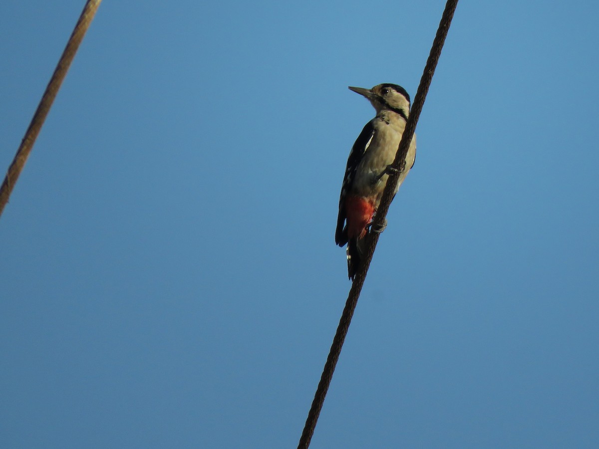 Syrian Woodpecker - ML487768341