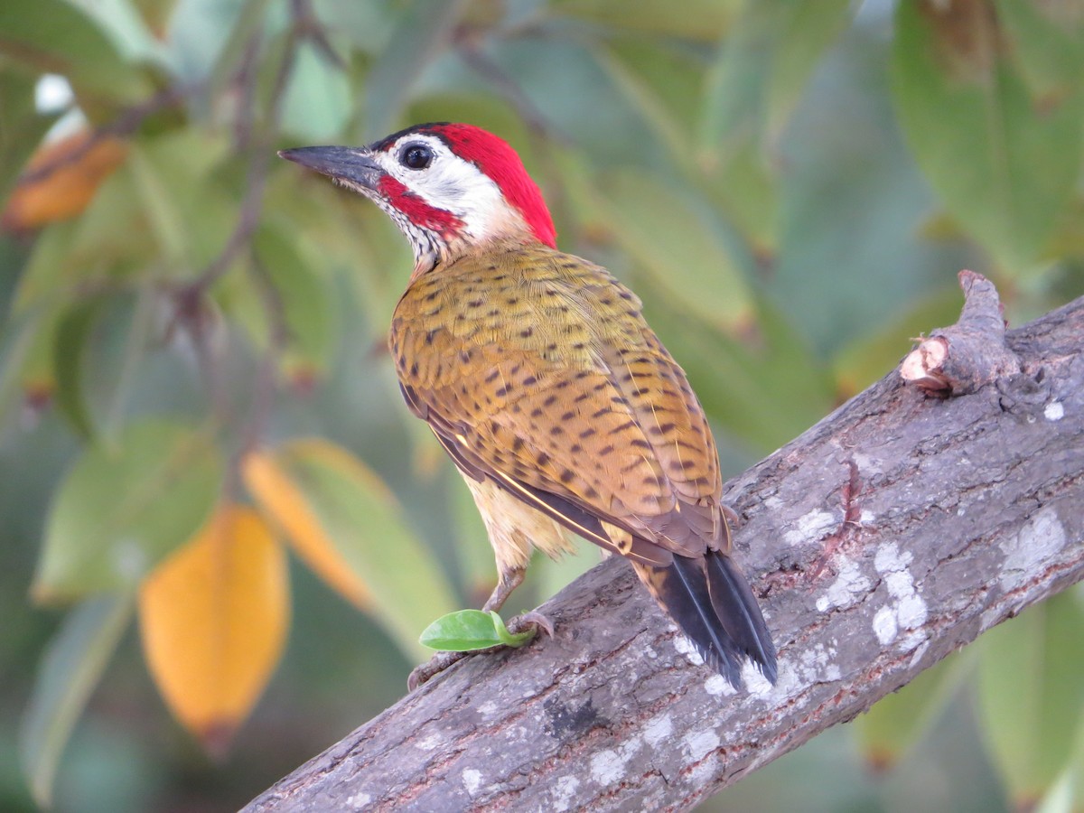 Spot-breasted Woodpecker - ML48777081
