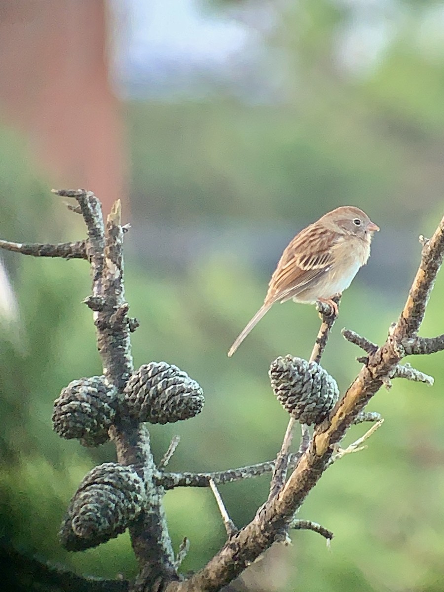 Field Sparrow - ML487772721