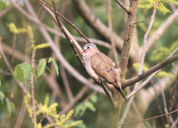 Blue-spotted Wood-Dove - ML48778021