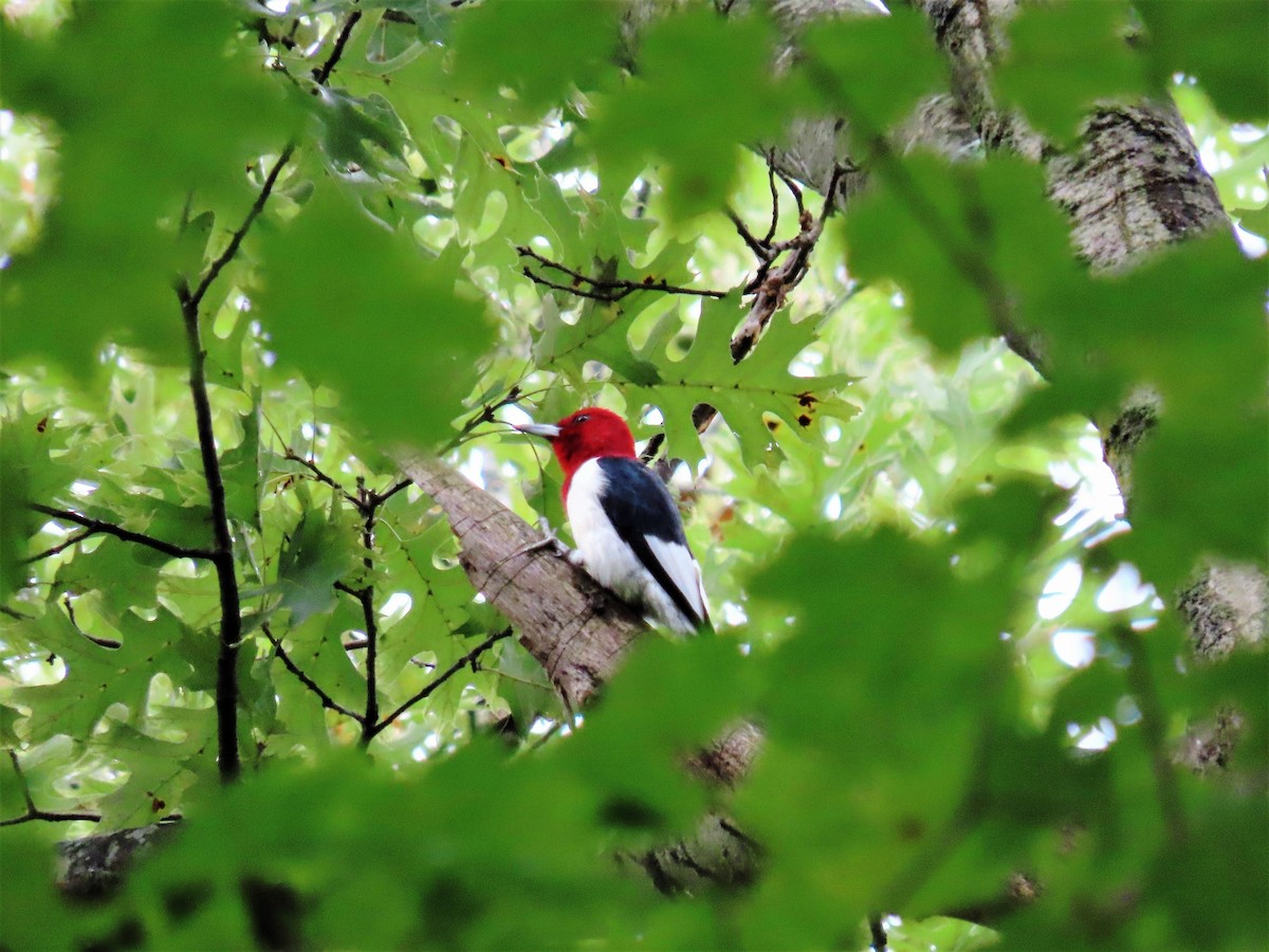 Red-headed Woodpecker - ML487783491