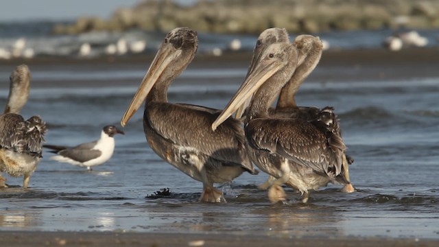 pelikán hnědý (ssp. carolinensis) - ML487789