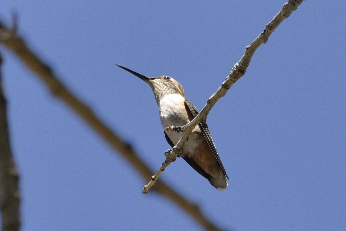 hummingbird sp. - ML487790101
