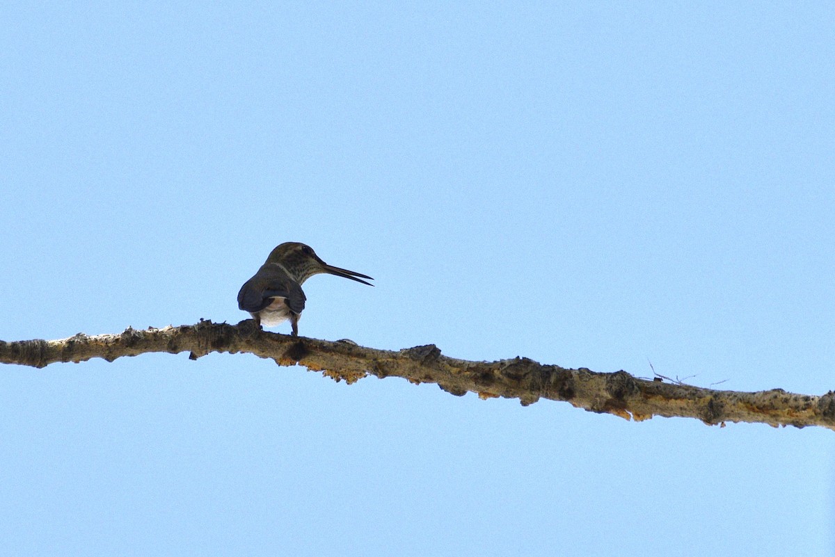 hummingbird sp. - ML487790151