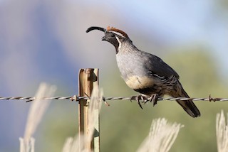 Gambel's Quail, ML487790201