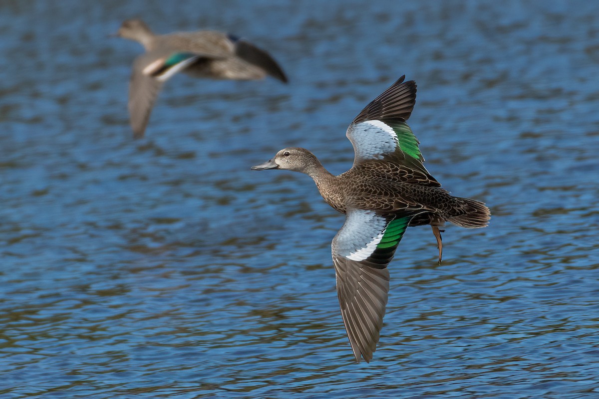 Blue-winged Teal - ML487790911