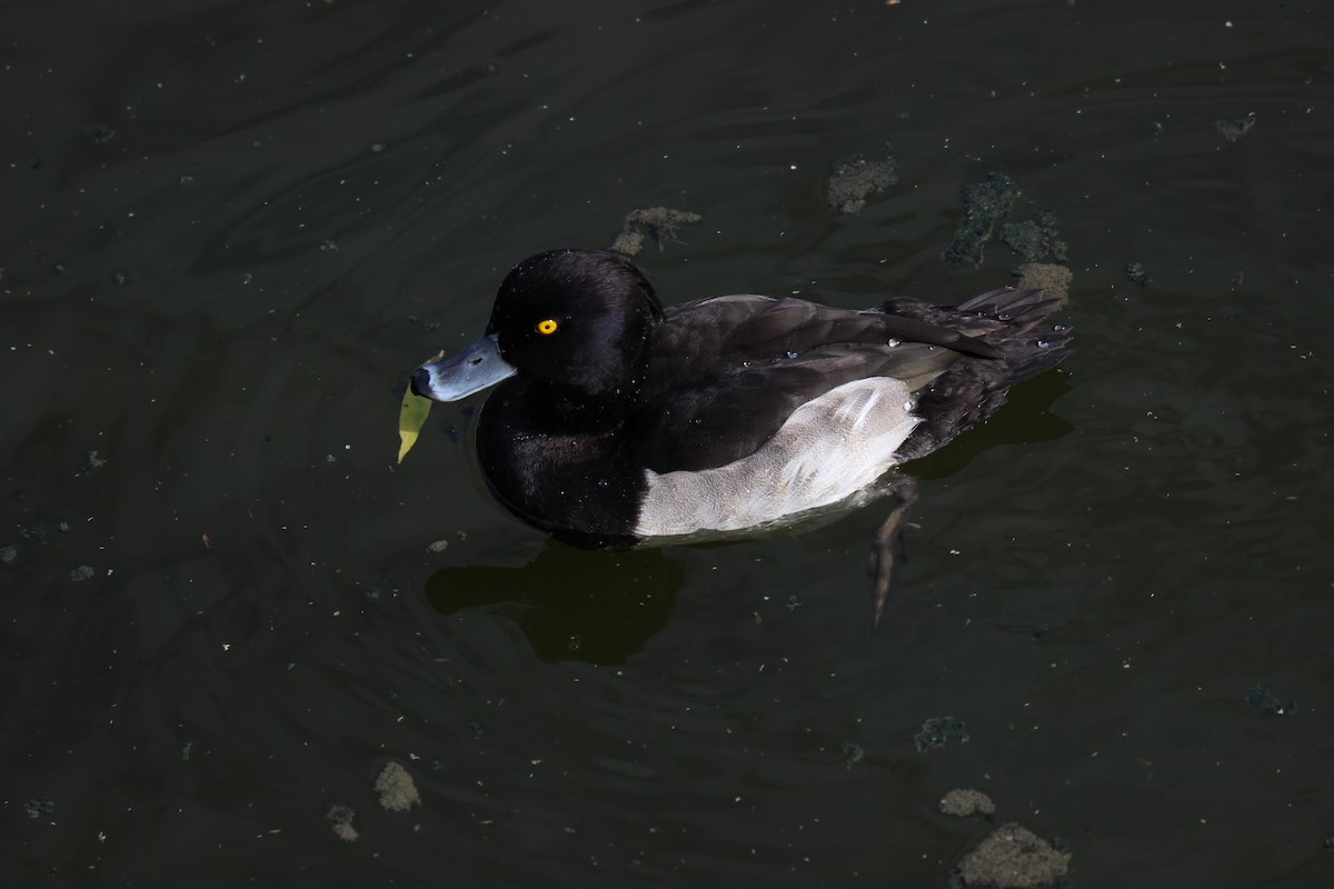 Tufted Duck - ML487793531