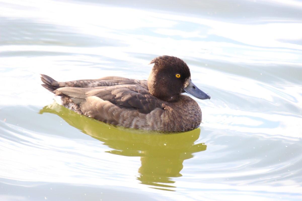Tufted Duck - ML487793821
