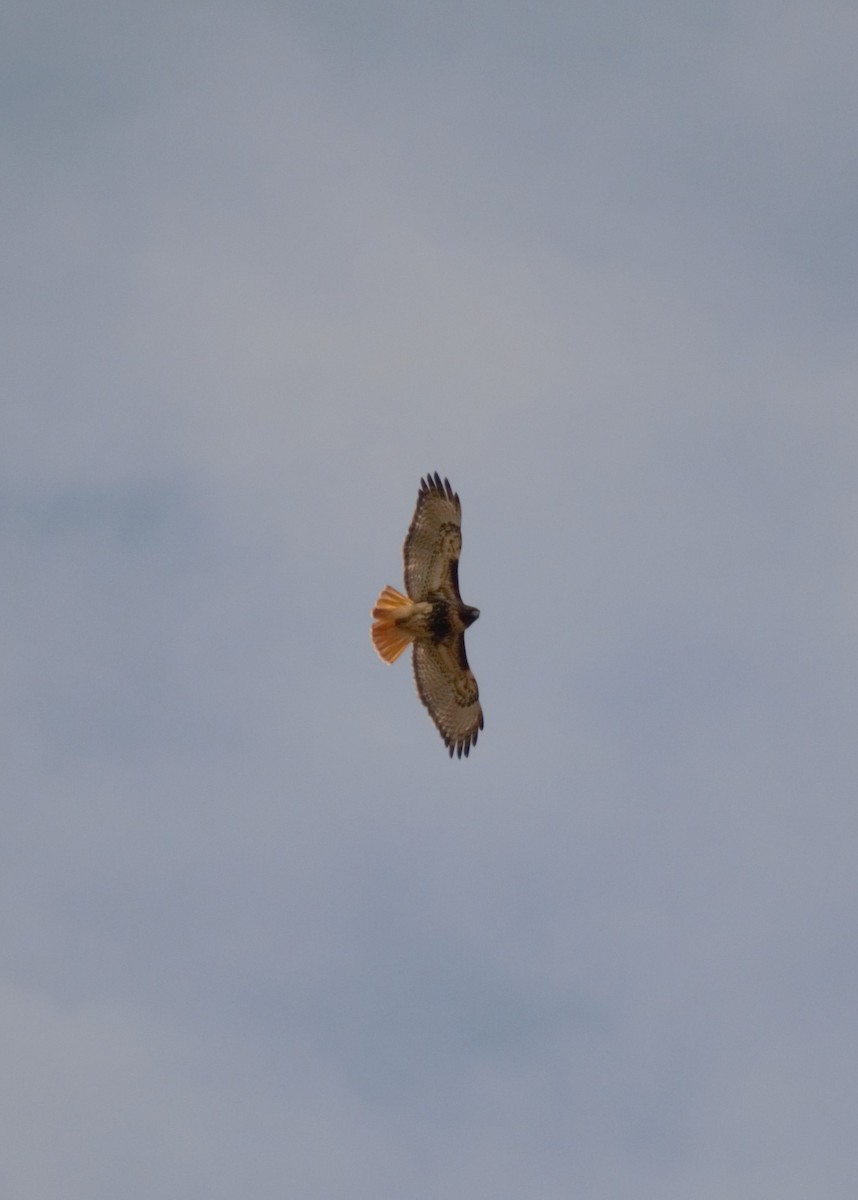 Red-tailed Hawk (abieticola) - ML48779951