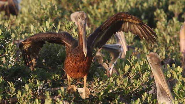 Brown Pelican (Atlantic) - ML487801