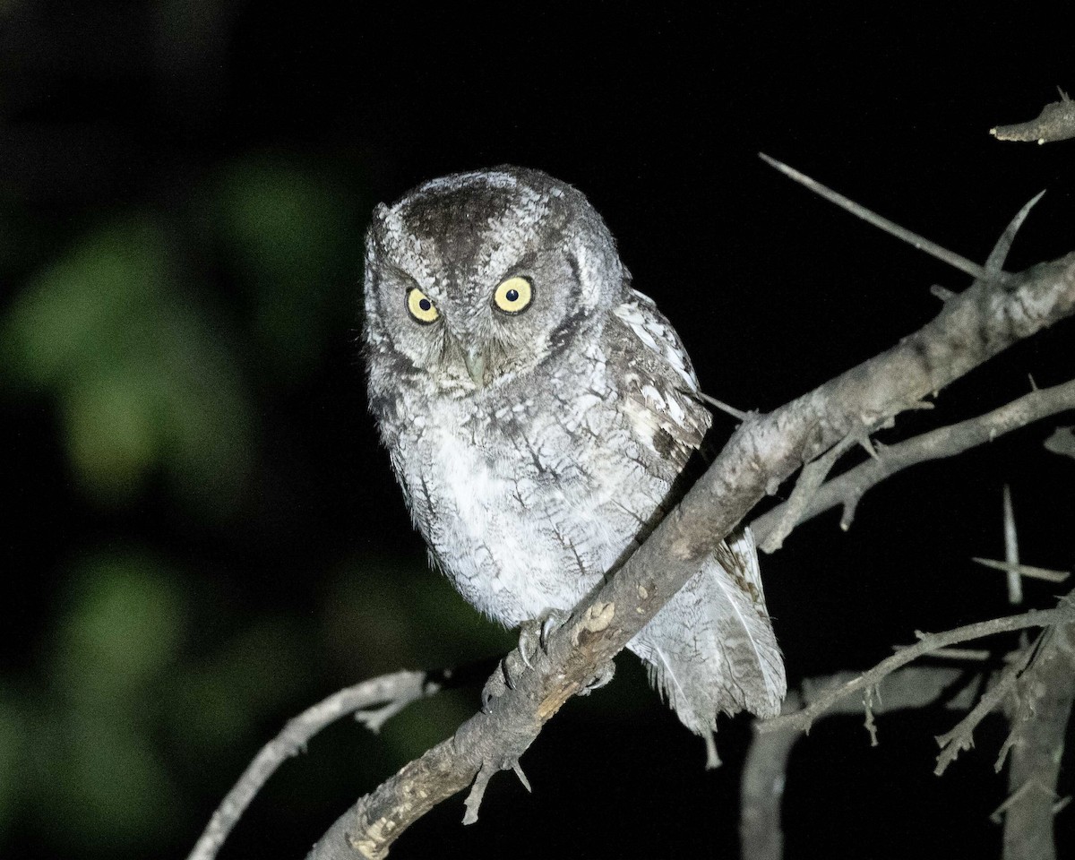 Peruvian Screech-Owl (pacificus) - ML487801691