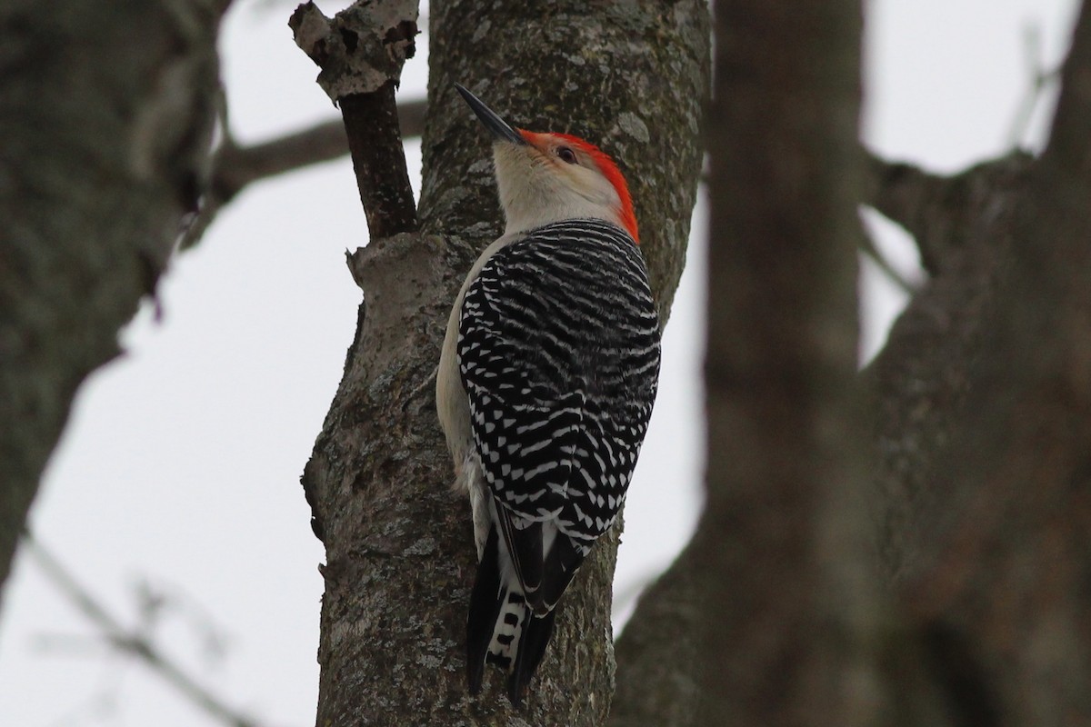 Red-bellied Woodpecker - ML48780831
