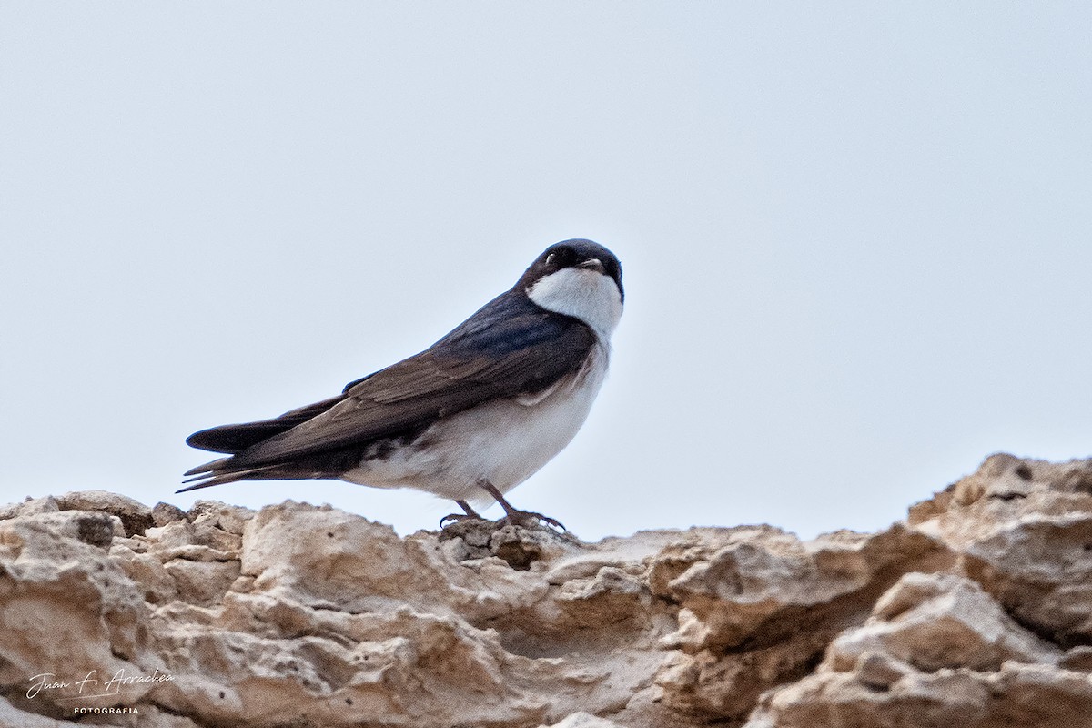 Blue-and-white Swallow - ML487809001