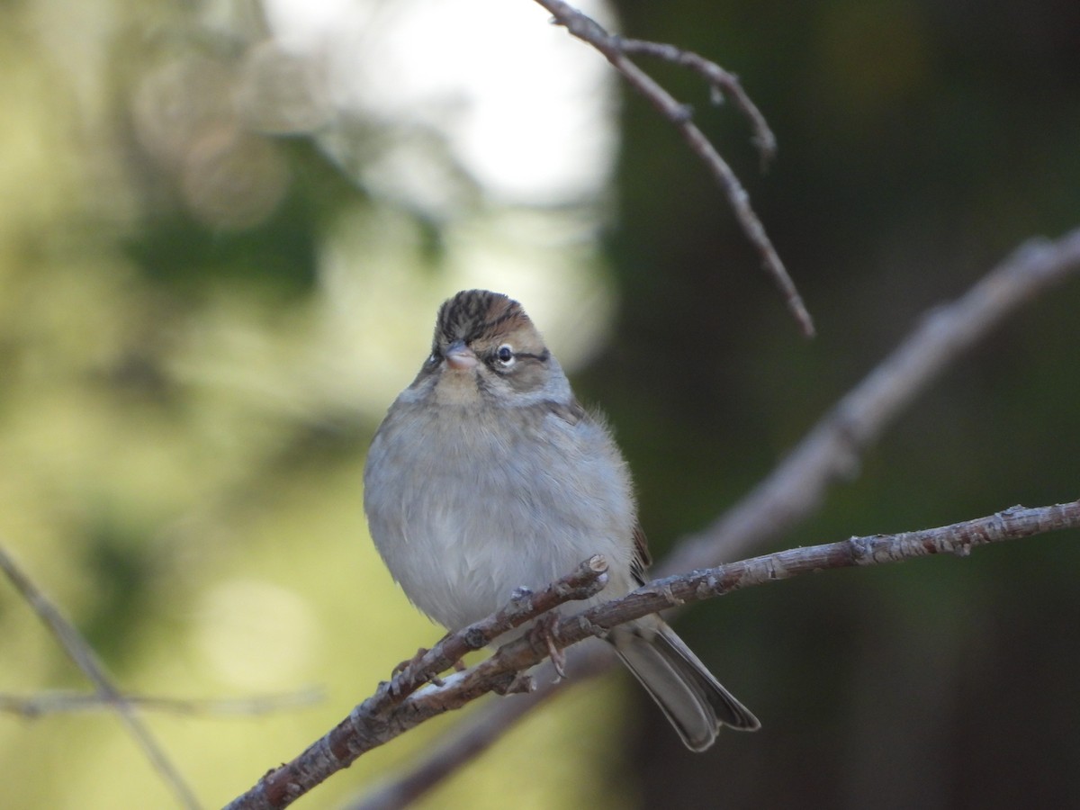 Chipping Sparrow - ML487814621