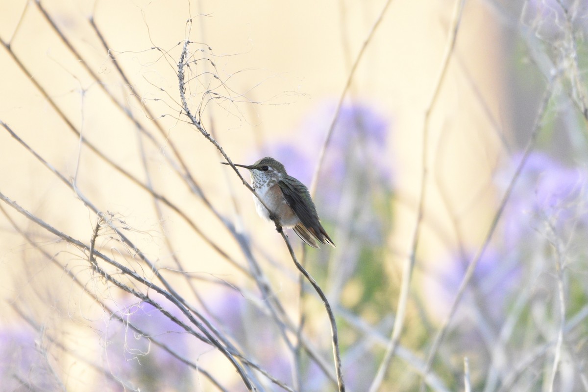 Rufous Hummingbird - Darren Dewitt