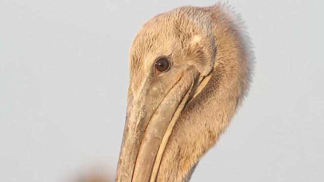 pelikán hnědý (ssp. carolinensis) - ML487816