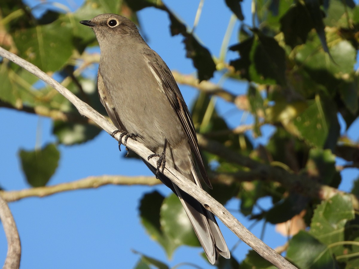 Townsend's Solitaire - ML487816361