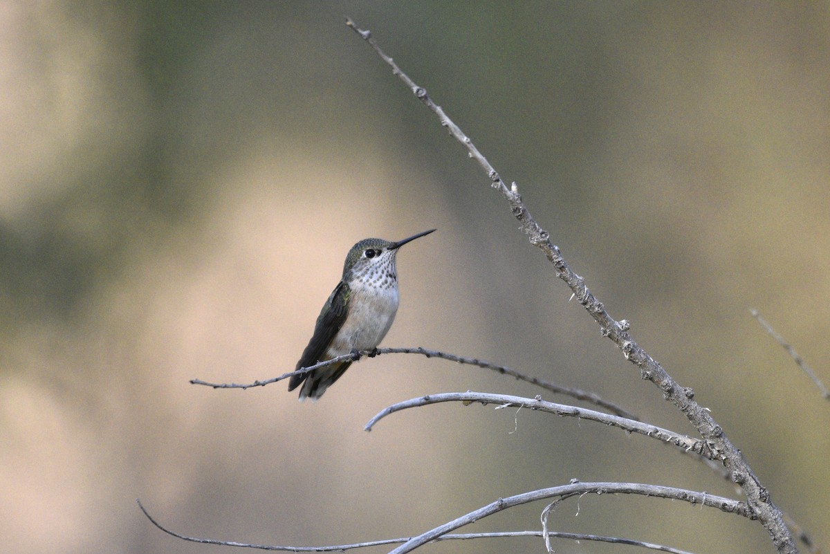 Rufous Hummingbird - Darren Dewitt