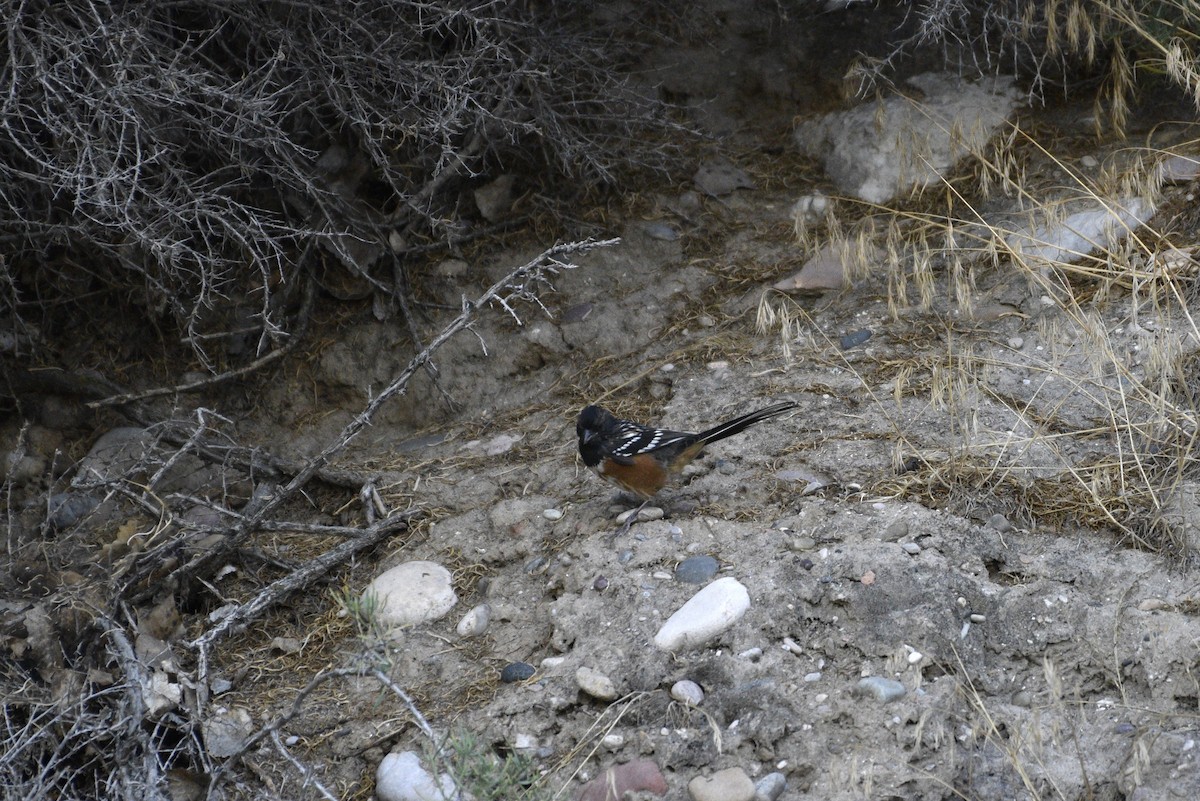 Spotted Towhee - ML487823191