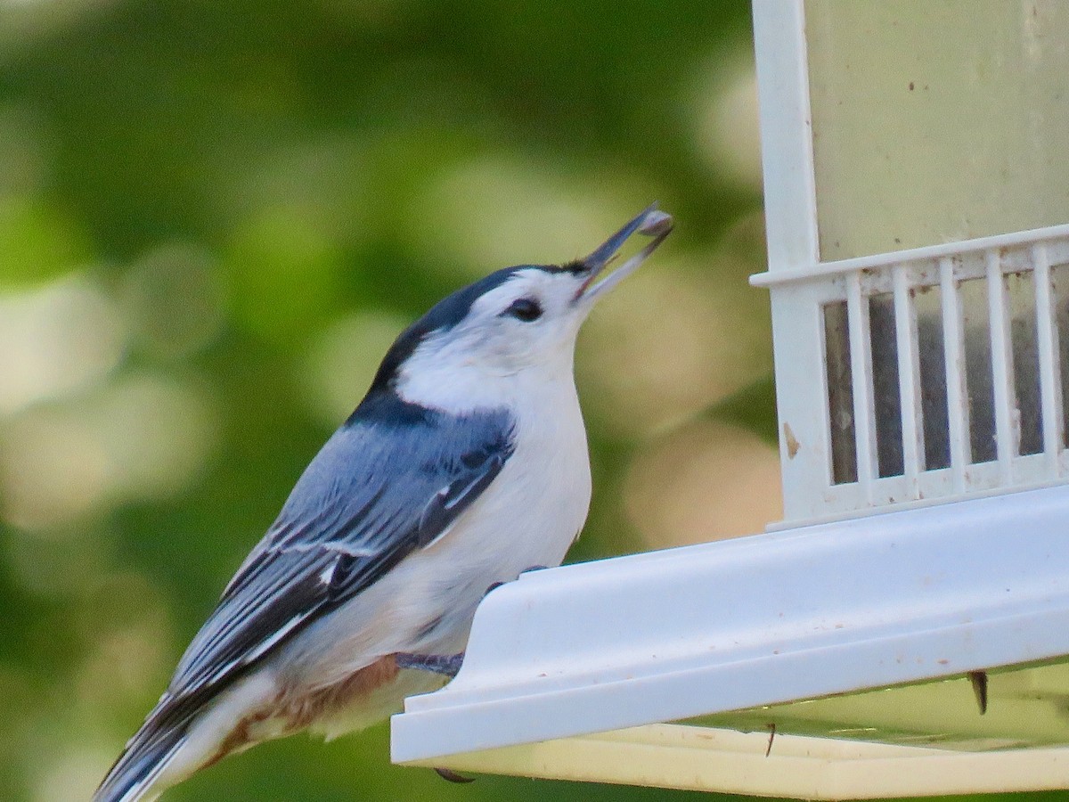 White-breasted Nuthatch - michele ramsey