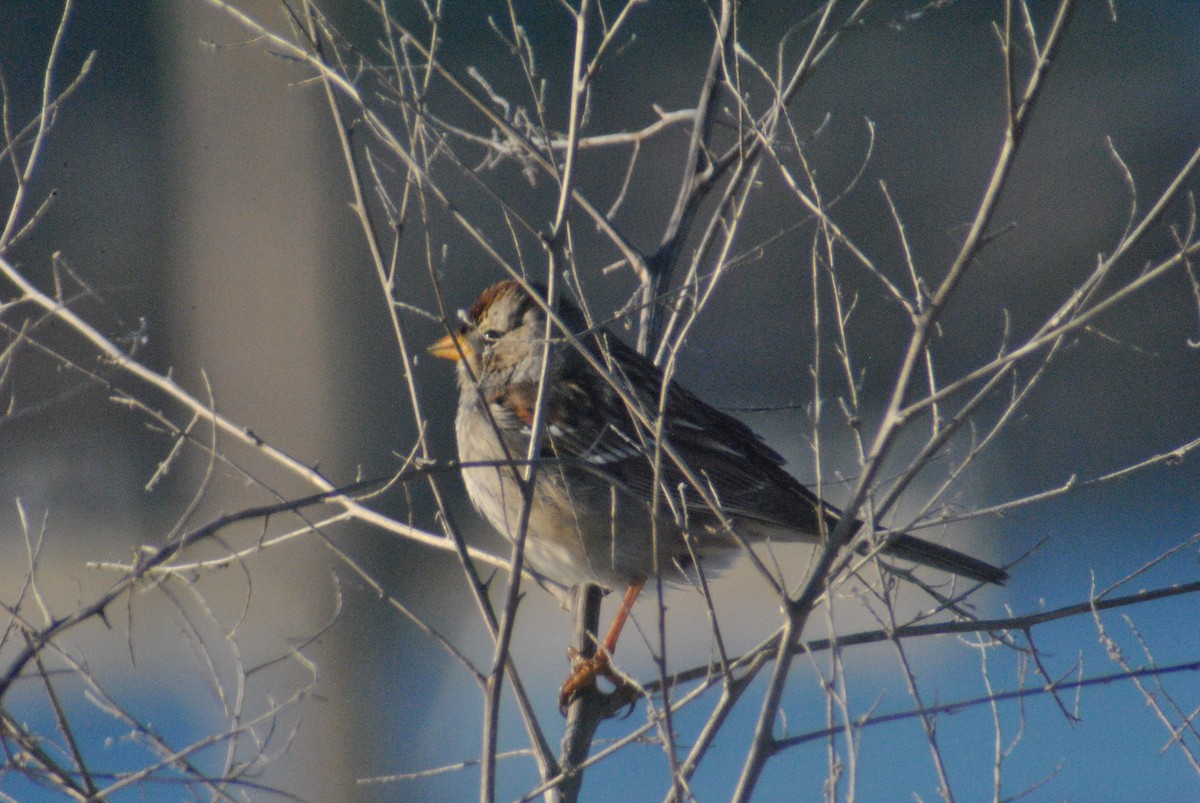 White-crowned Sparrow (Gambel's) - ML48783341
