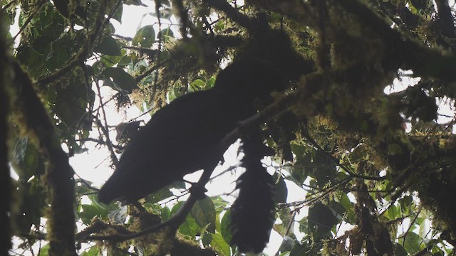 Эквадорская зонтичная птица - ML487840371