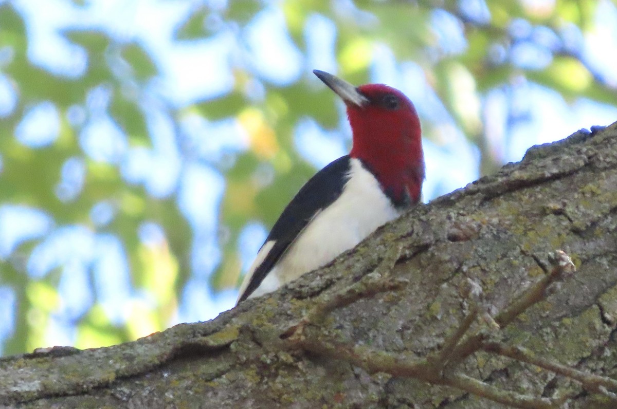 Red-headed Woodpecker - ML487841891