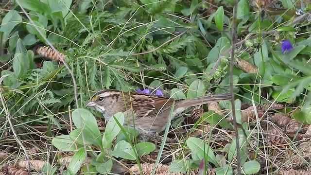 White-throated Sparrow - ML487844001