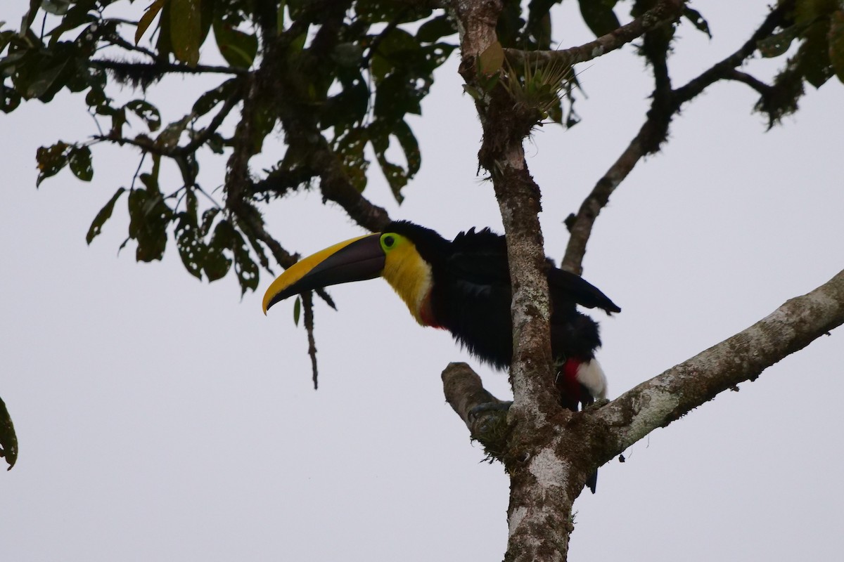 Yellow-throated Toucan - Dennis Arendt