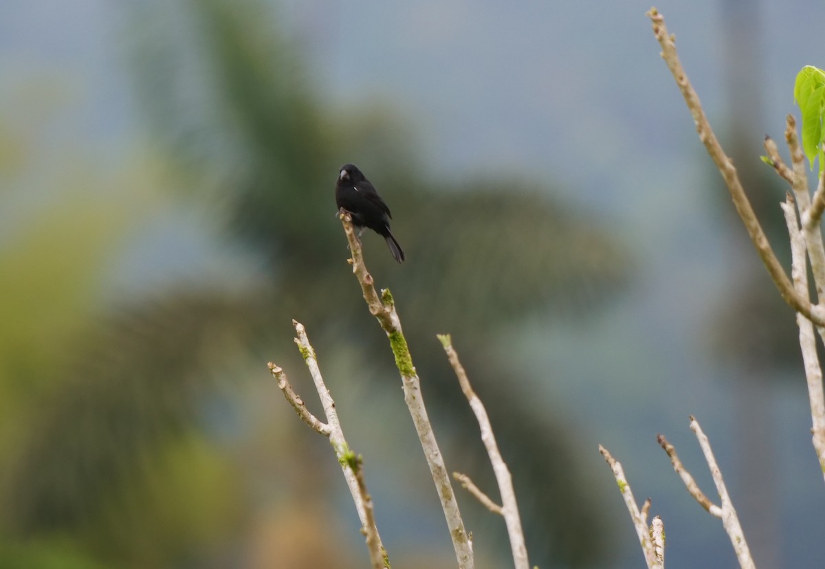 Thick-billed Seed-Finch - ML487845111