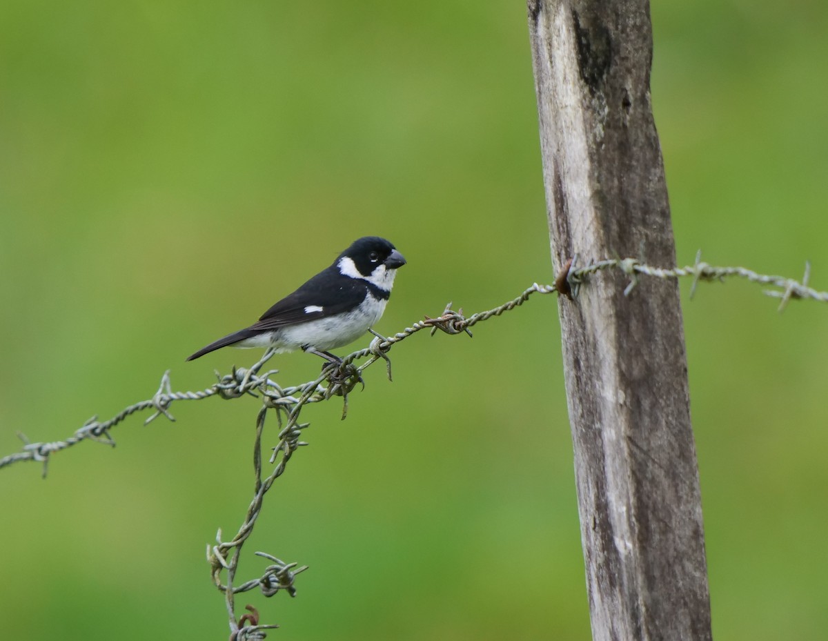 Variable Seedeater - ML487845221