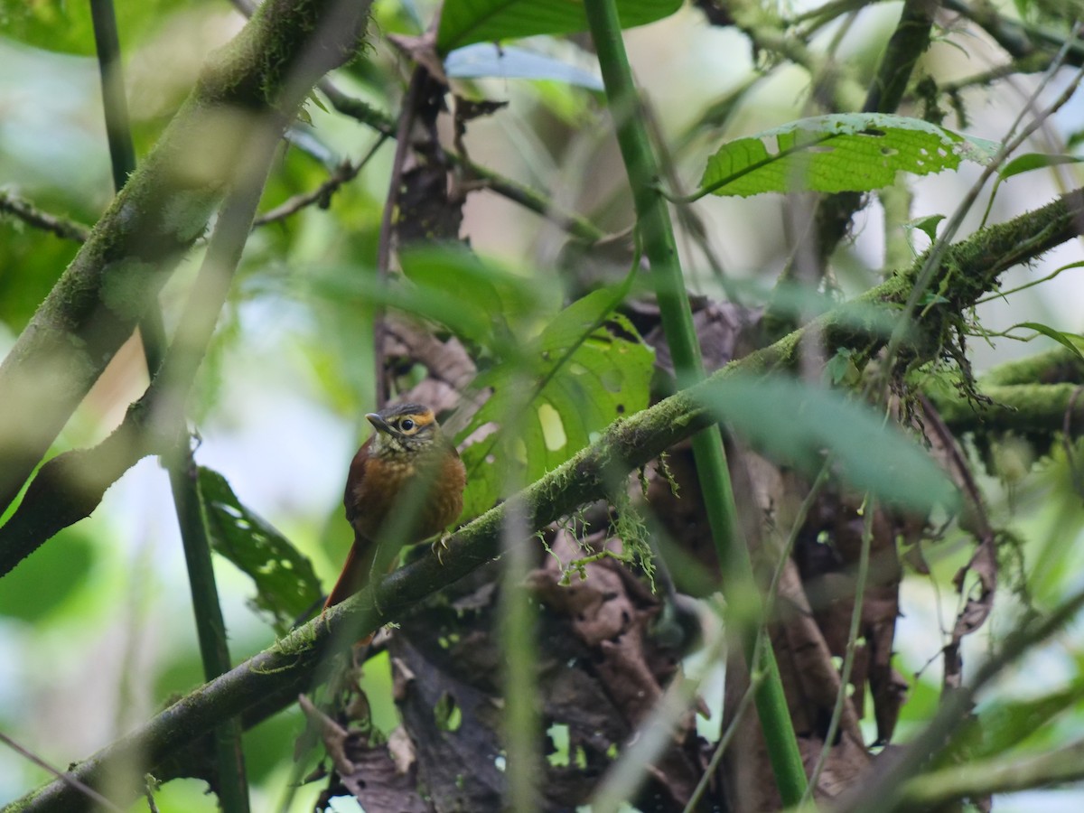 Scaly-throated Foliage-gleaner - Dennis Arendt