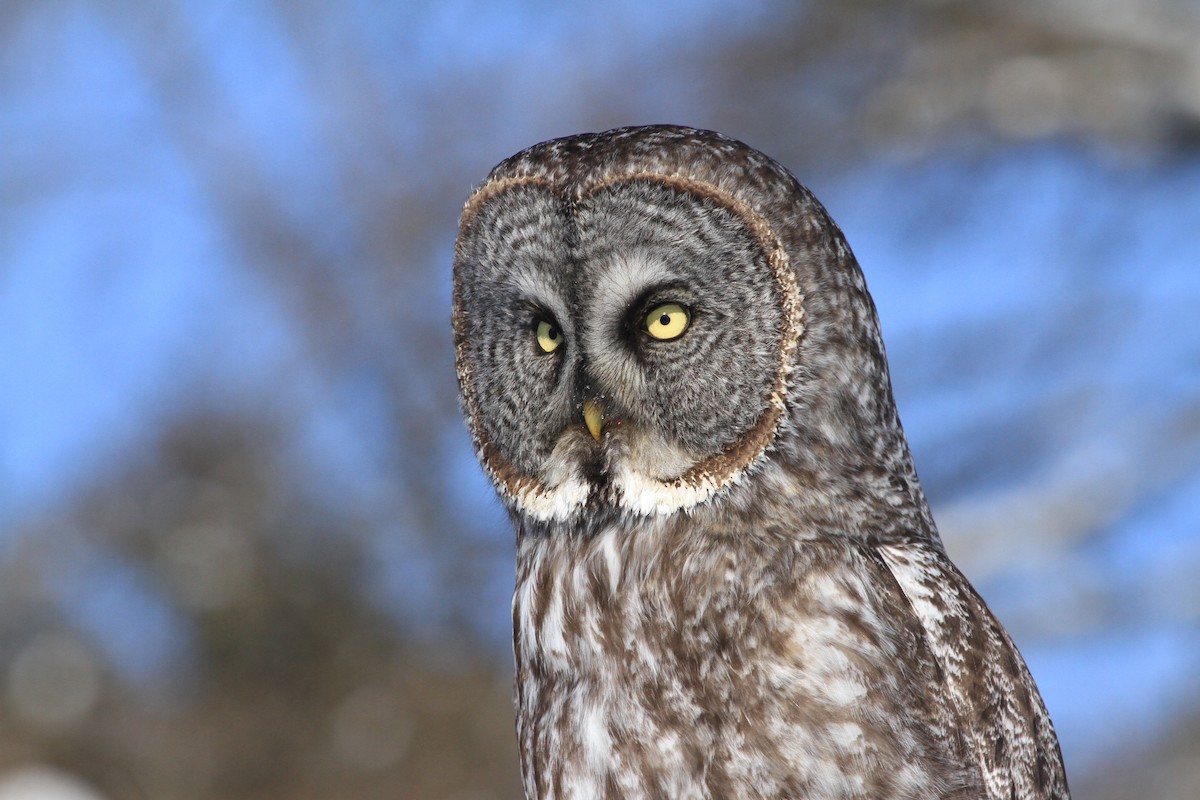 Great Gray Owl - Robert Morin