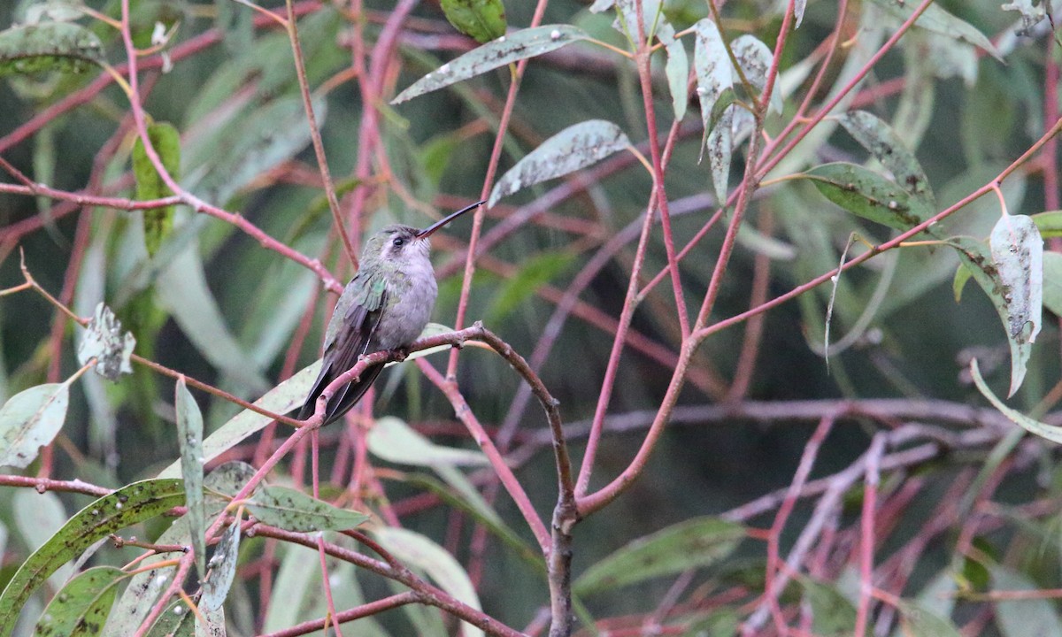 Broad-billed Hummingbird - ML487848351