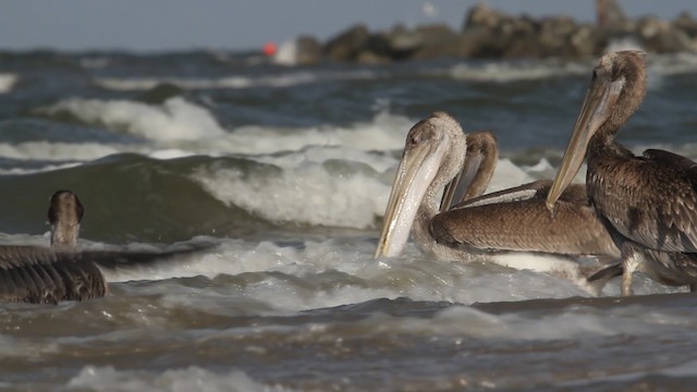 pelikán hnědý (ssp. carolinensis) - ML487850