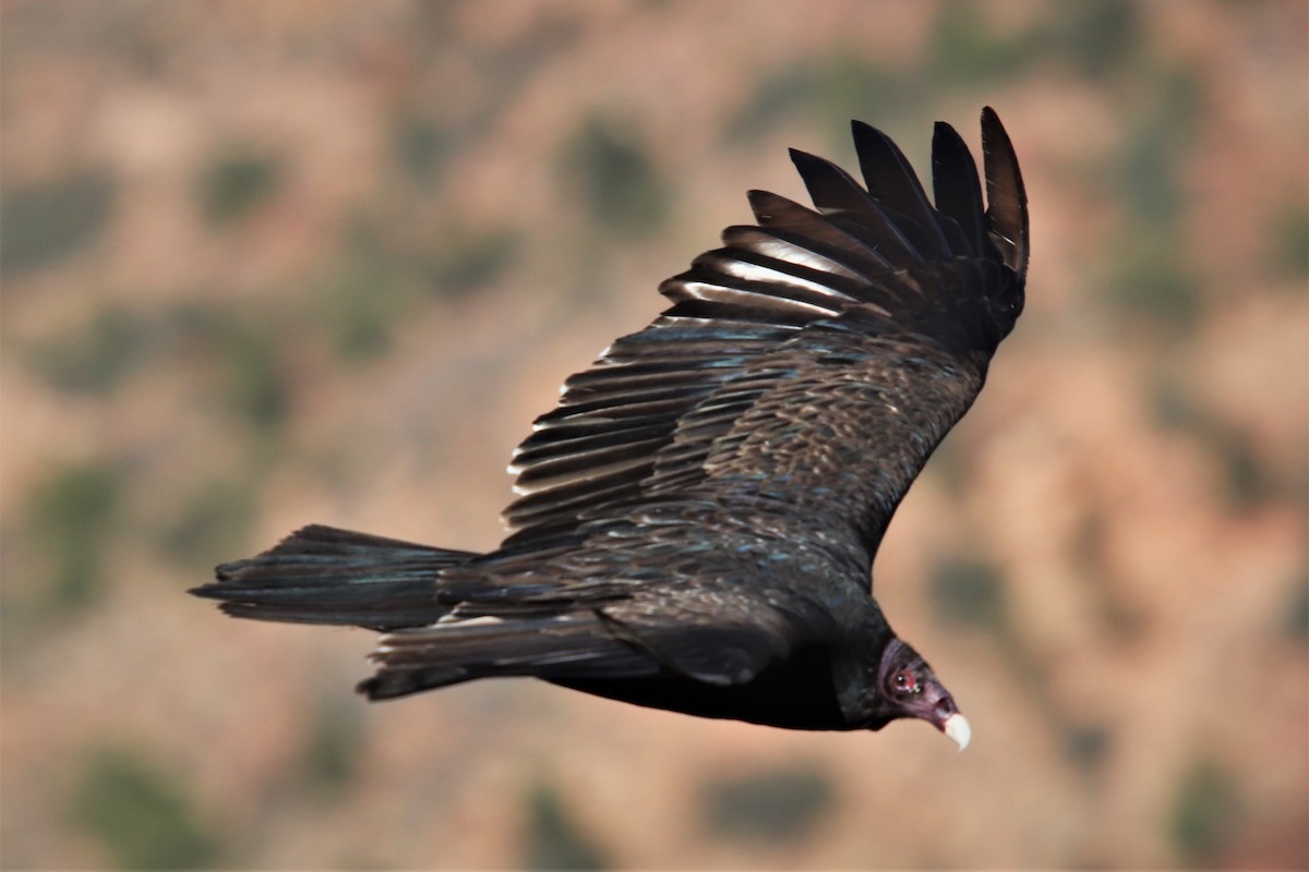 Turkey Vulture - ML487851771