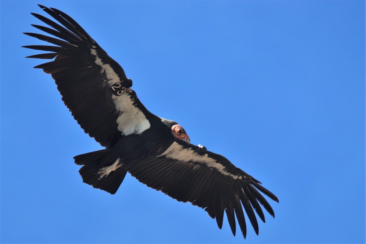 California Condor - ML487851961