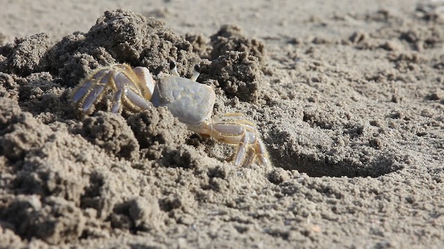 Crabs, Shrimp,  and relatives - ML487853