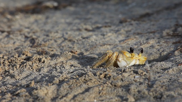 Crabs, Shrimp,  and relatives - ML487854