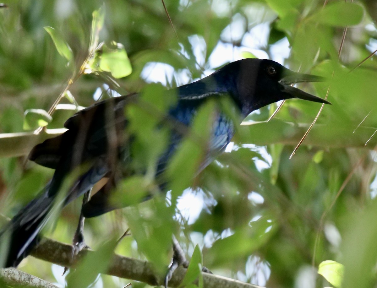 Boat-tailed Grackle - ML487855471