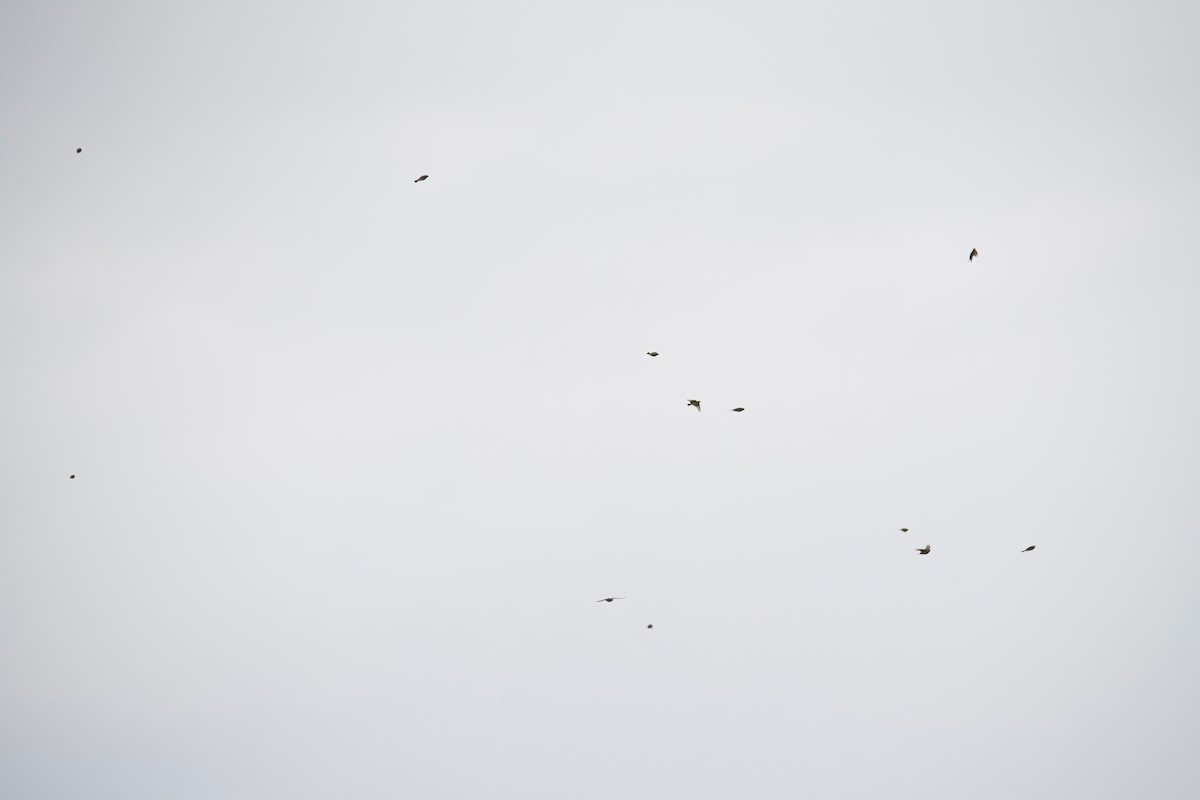 eBird Checklist 26 Sep 2022 Hebron Fish Hatchery and Wetlands 12