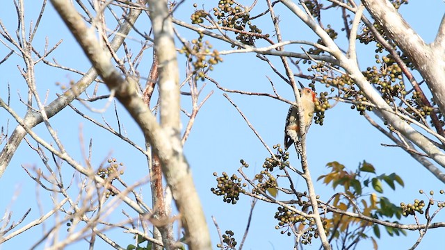 Red-bellied Woodpecker - ML487871