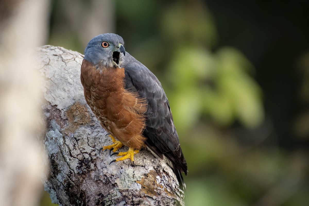 Double-toothed Kite - ML487871351