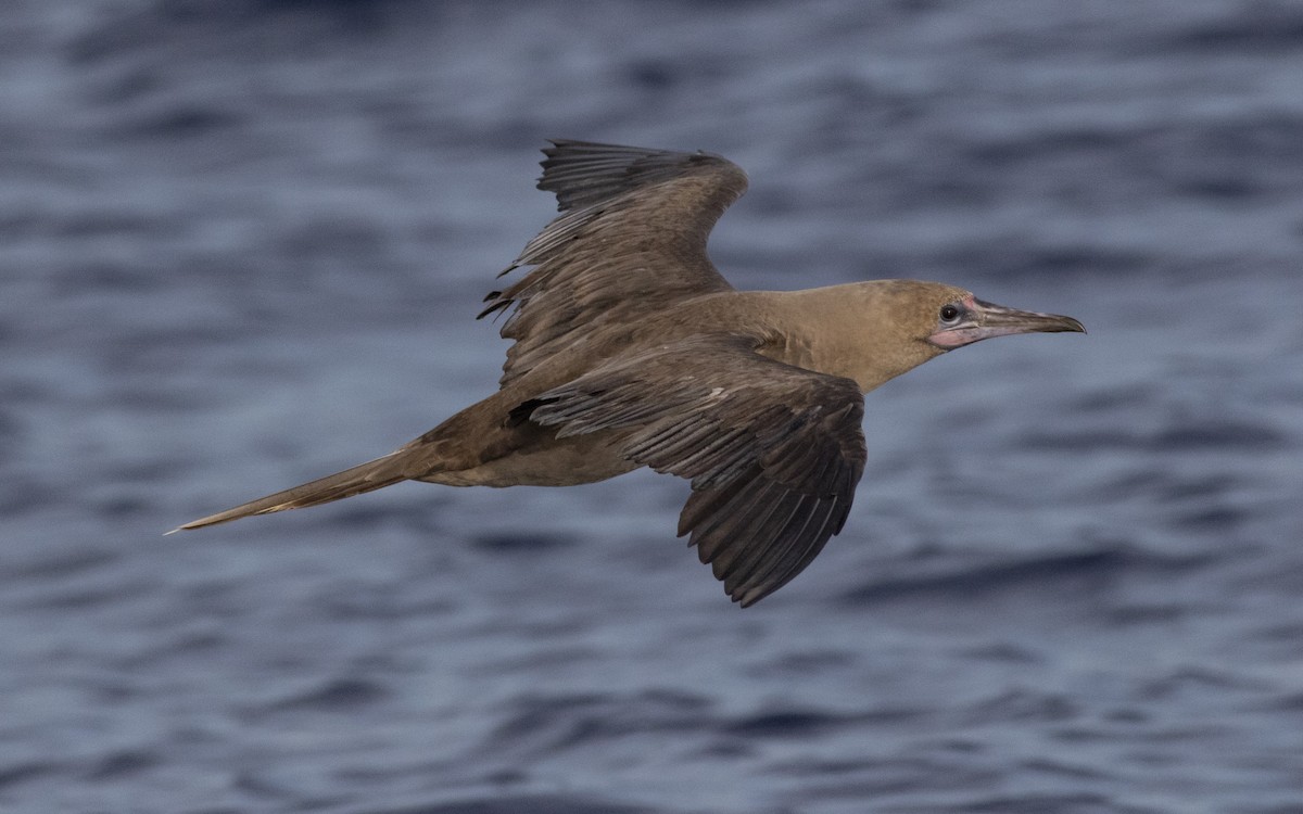 Red-footed Booby - ML487879541