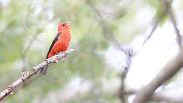 Scarlet Tanager - ML487880