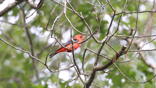 Scarlet Tanager - ML487881