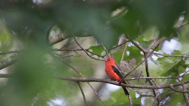 Scarlet Tanager - ML487882