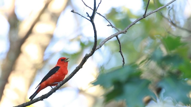 Scarlet Tanager - ML487883