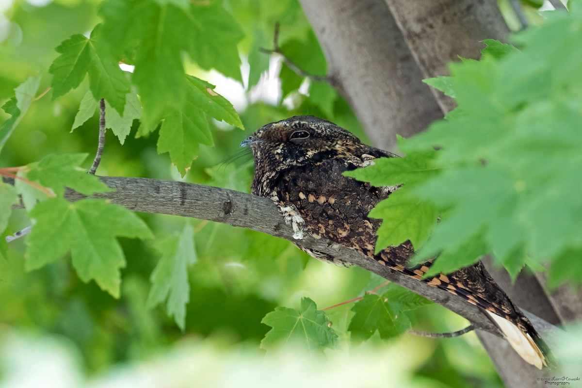 Wisconsin eBird Checklist - 26 Sep 2022 - Northernwestern Mutual ...