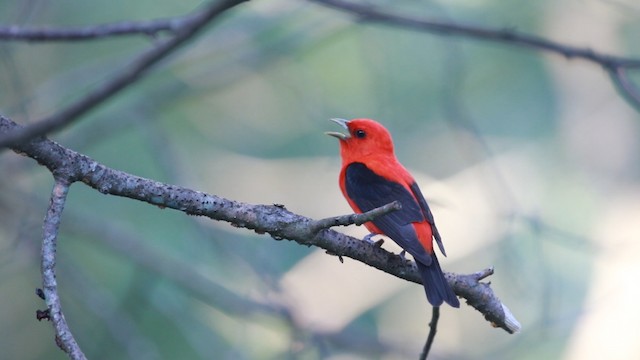 Scarlet Tanager - ML487884